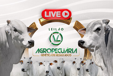 LIVE APRESENTAÇÃO DOS ANIMAIS -  LEILÃO VL AGROPECUÁRIA - GENÉTICA DE RESULTADOS